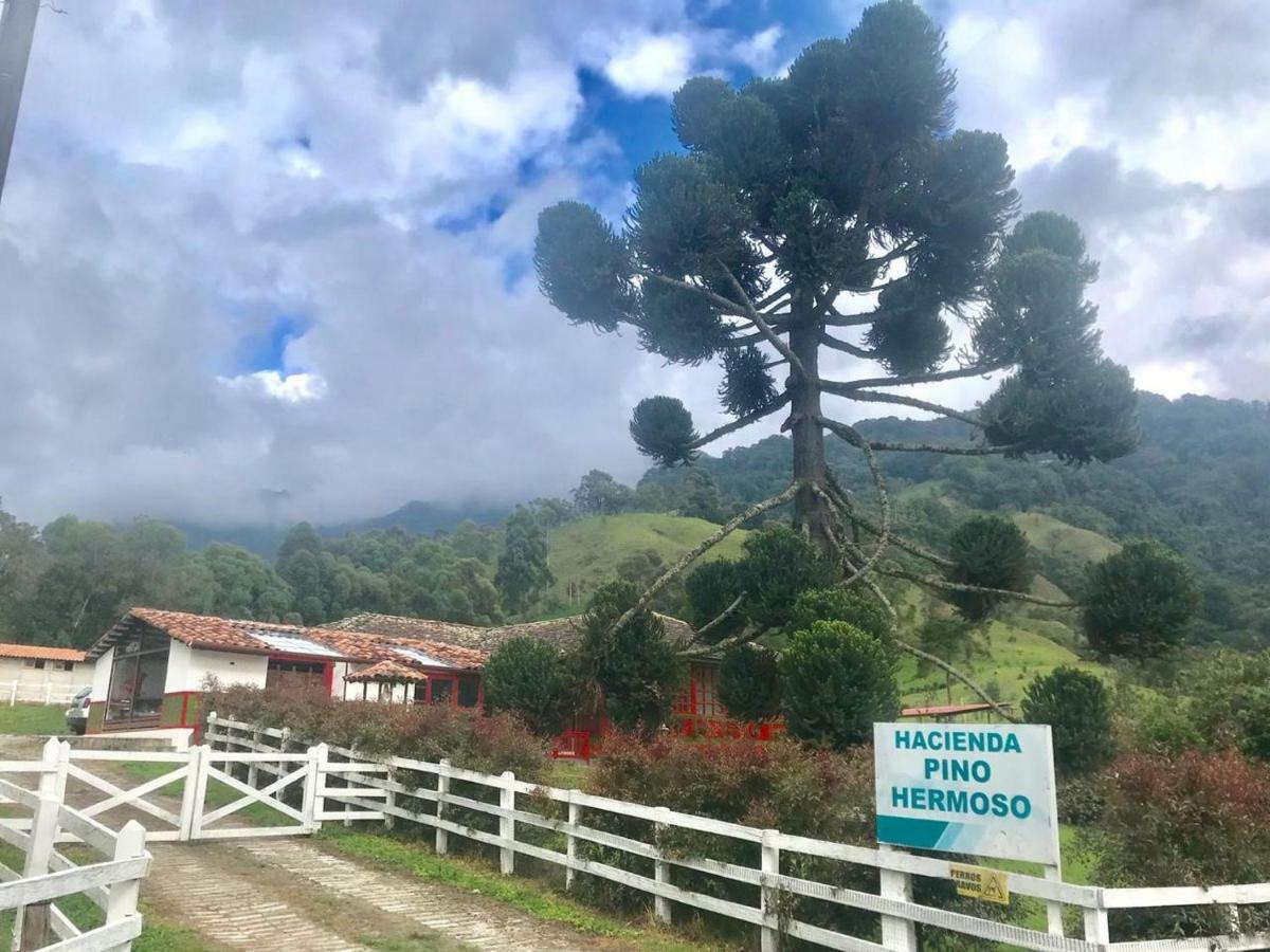 Ecohotel Pinohermoso Reserva Natural Salento Kültér fotó
